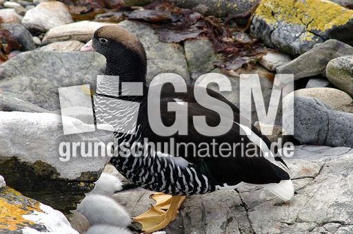 Kelpgans (4 von 8).jpg